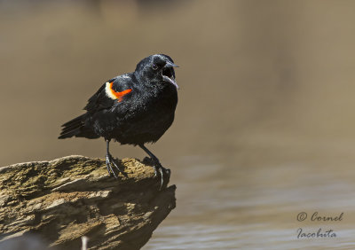 Red-winged Blackbird/Carouge  paulettes