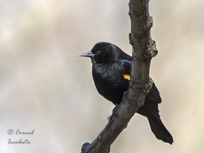 Red-winged Blackbird/Carouge  paulettes