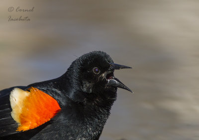 Red-winged Blackbird/Carouge  paulettes