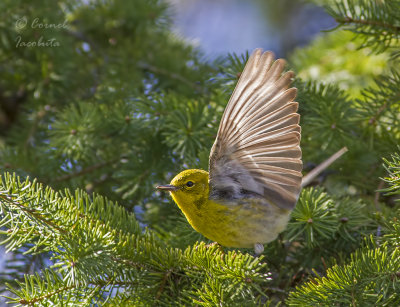 Pine Warbler/Paruline des pins
