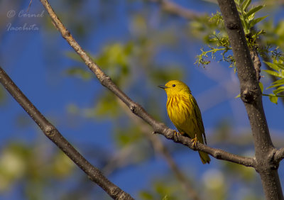 American Yellow Warbler/Paruline jaune