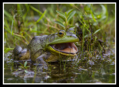 Green frog_1697.jpg