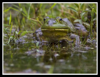 Green frog_1718.jpg