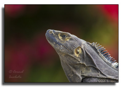  Iguana_2761.jpg