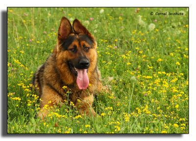 German Shepherd_4869.jpg