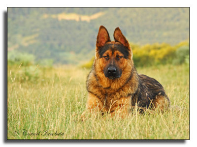 German Shepherd_4980.jpg