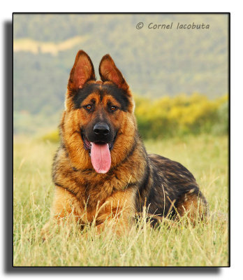 German Shepherd-4987.jpg