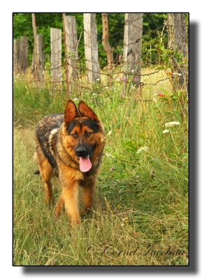 German Shepherd-5025.jpg