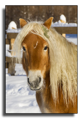 Austrian Haflinger Horses_7051.jpg