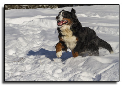 Bernese Mountain Dog_7104.jpg