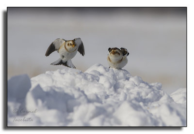 Snow Bunting/Plectrofan de neiges_9502.jpg