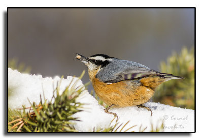 Sittelle  poitrine rousse/Red-breasted Nuthatch_8177.jpg