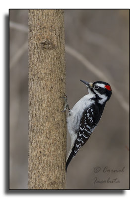 Downy Woodpecker/Pic mineur_1920.jpg