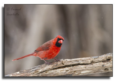 Northern Cardinal/Cardinal rouge_2118.jpg