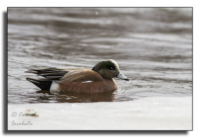 American Wigeon/Canard d'Amrique_2411.jpg