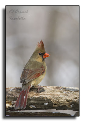 Northern Cardinal/Cardinal rouge_4903.jpg