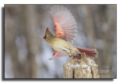 Northern Cardinal/Cardinal rouge_4981.jpg