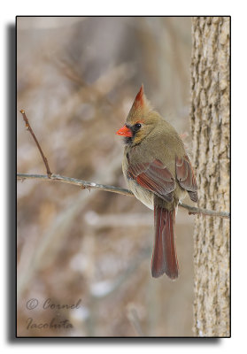 Northern Cardinal/Cardinal rouge_5048.jpg