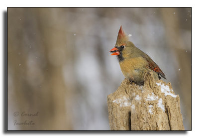 Northern Cardinal/Cardinal rouge_5104.jpg