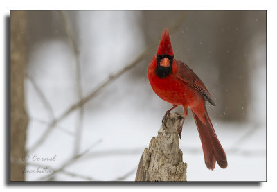 Northern Cardinal/Cardinal rouge_6047.jpg
