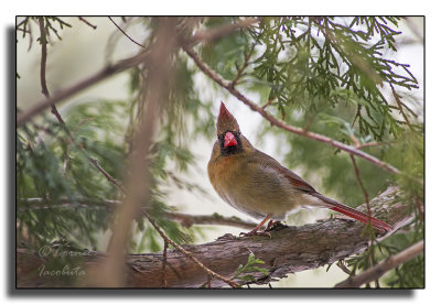 Northern Cardinal/Cardinal rouge-IMG_8999.jpg