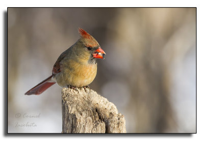 Northern Cardinal/Cardinal rouge_6376.jpg