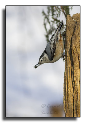 White-breasted Nuthatch/Sittelle  poitrine blanche_6517.jpg