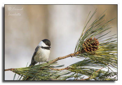 Black-capped Chickadee/Msange  tte noire_6543.jpg