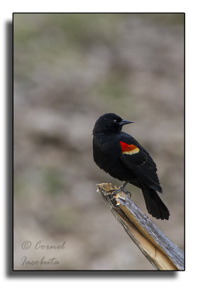 Red-winged Blackbird/Carouge  paulettes_9657.jpg