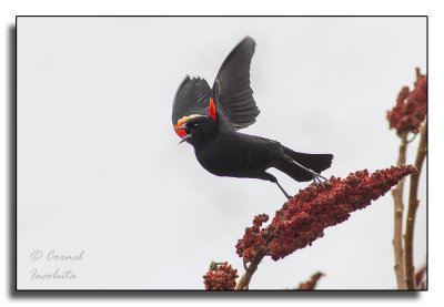 Red-winged Blackbird/Carouge  paulettes_0025.jpg