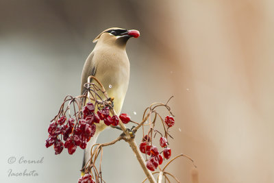 Cedar Waxwing/Jaseur d'Amrique_0083.jpg