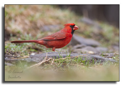 Northern Cardinal/Cardinal rouge_9799.jpg