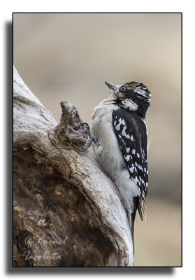 Pic mineurDowny Woodpecker/_1009.jpg