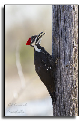 Pileated Woodpecker/Grand Pic_2901.jpg