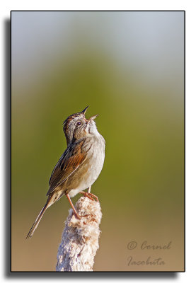 Swamp Sparrow/Bruant des marais_2650.jpg