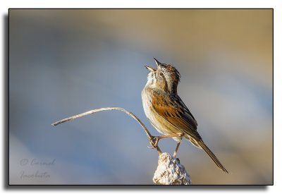 Swamp Sparrow/Bruant des marais_2715.jpg