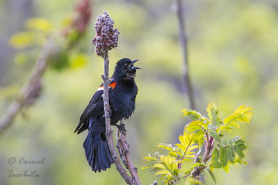 Red-winged Blackbird/Carouge  paulettes_3519.jpg