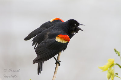 Red-winged Blackbird/Carouge  paulettes_4008.jpg