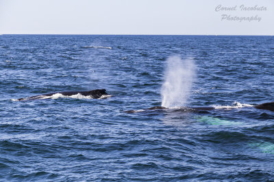 Cape Cod-The Whales