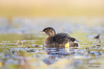 Water Birds