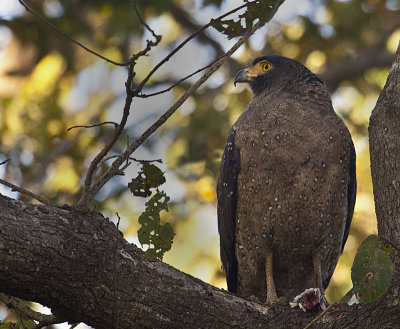 Serpent Eagle