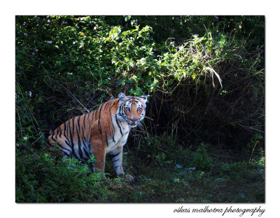 Corbett National Park, INDIA, 2016