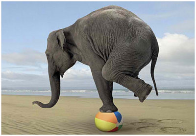 balance-elephant.jpg