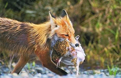 fox-and-henhouse.jpg