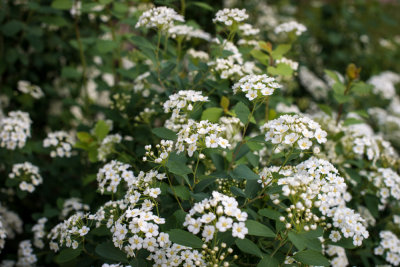 Bridal Wreath