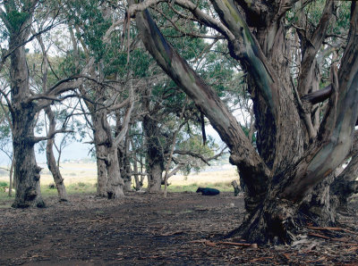 Eucalypts!