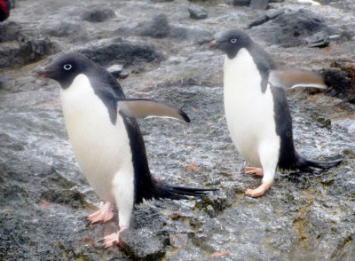 0779: Adelie penguins