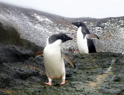 0787: Adelie penguins