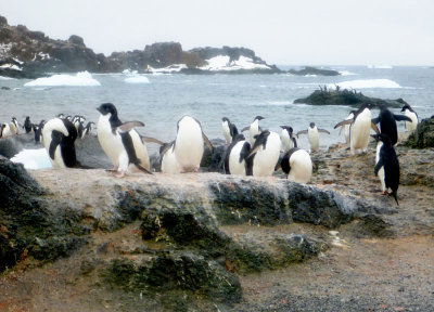 0799: Adelie penguins