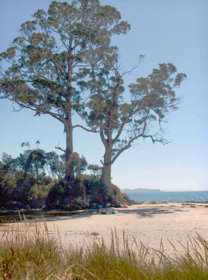 Two Tree Point